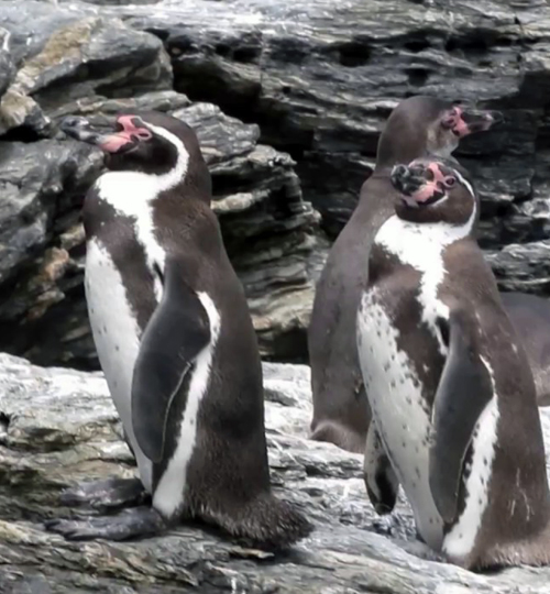 puñihuil pinguineras y loberas ancud chiloe 6